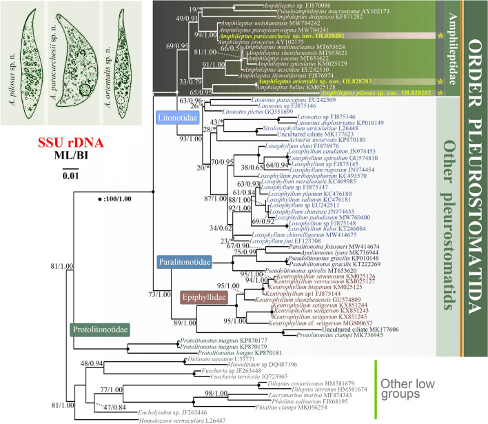 Fig. 10