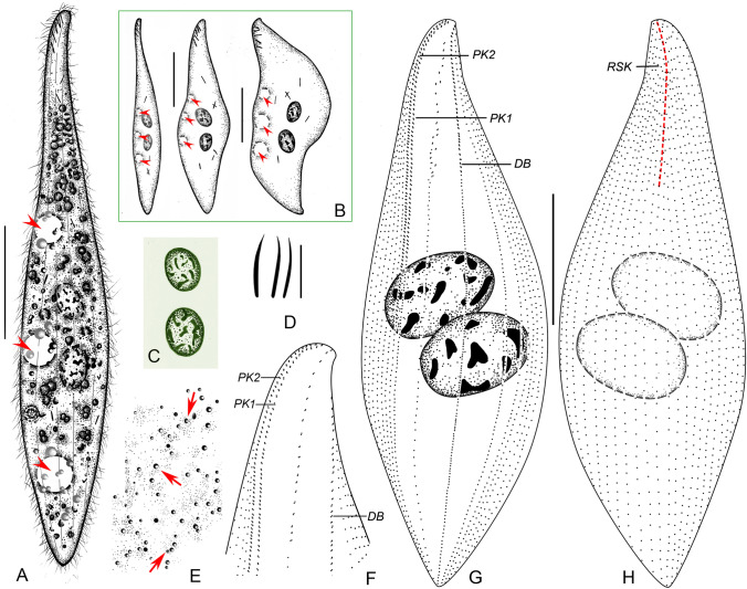 Fig. 6