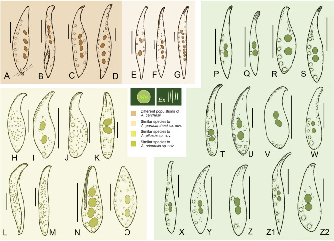 Fig. 11