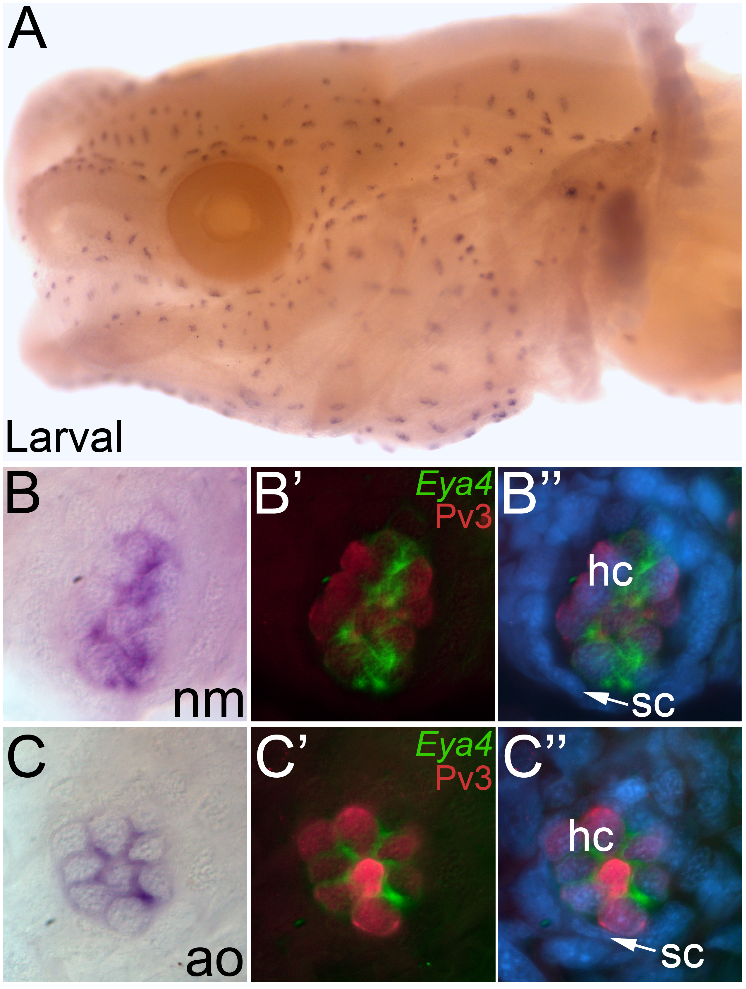 Fig. 4