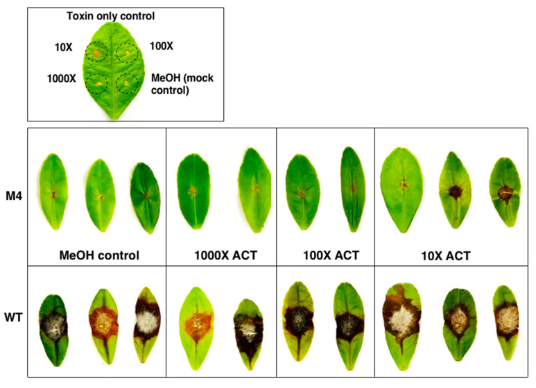 Figure 10