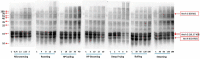 Fig. 2-B