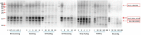Fig. 2-A