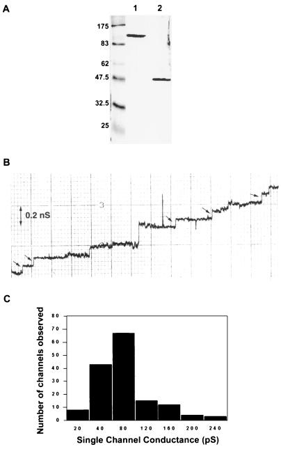 FIG. 1