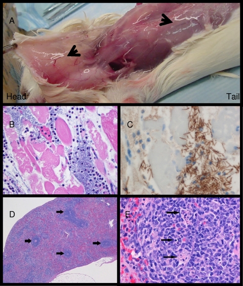 FIG. 8.