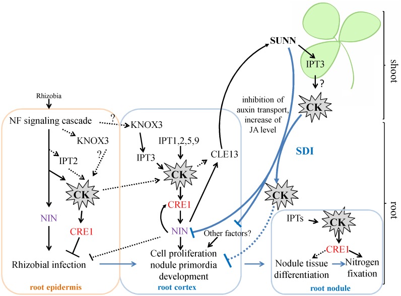 FIGURE 7