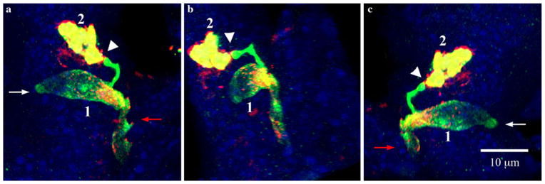 Fig. 6