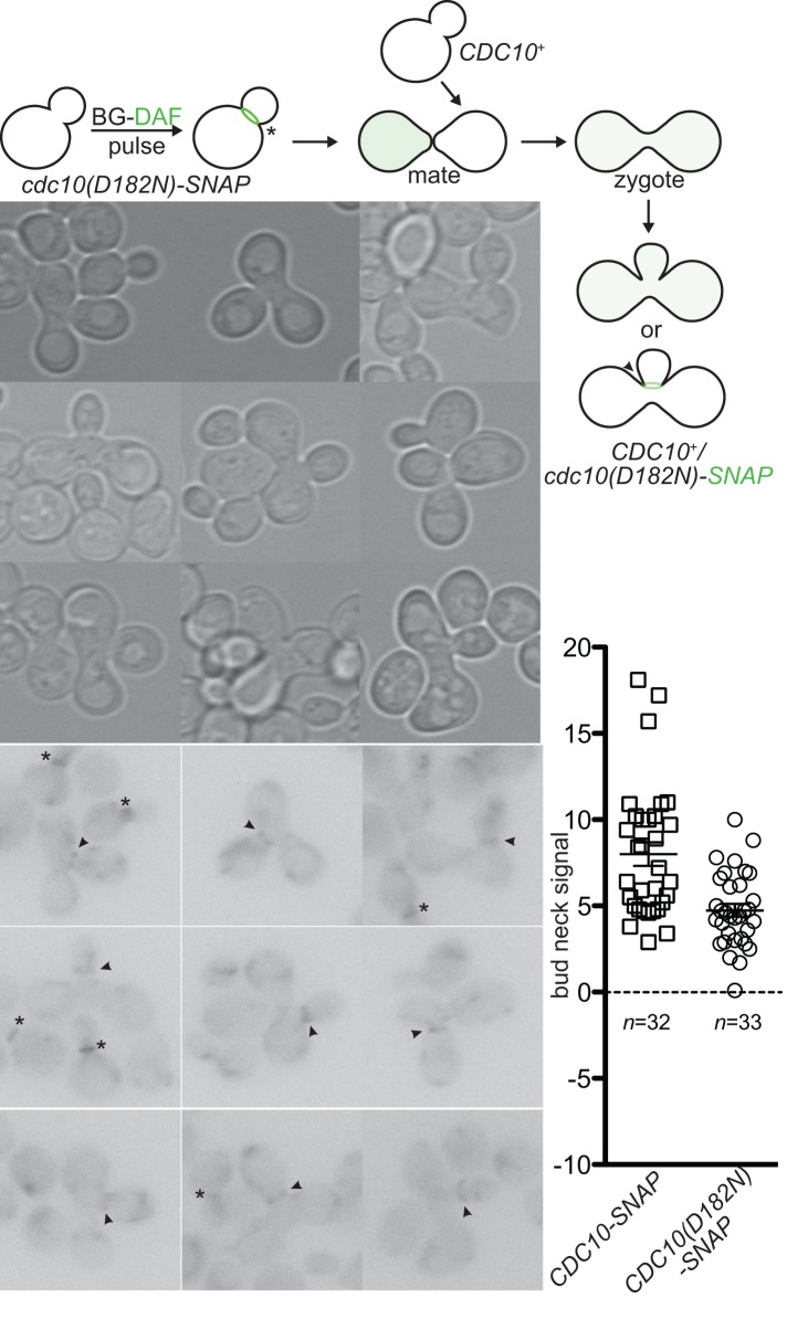 FIGURE 4: