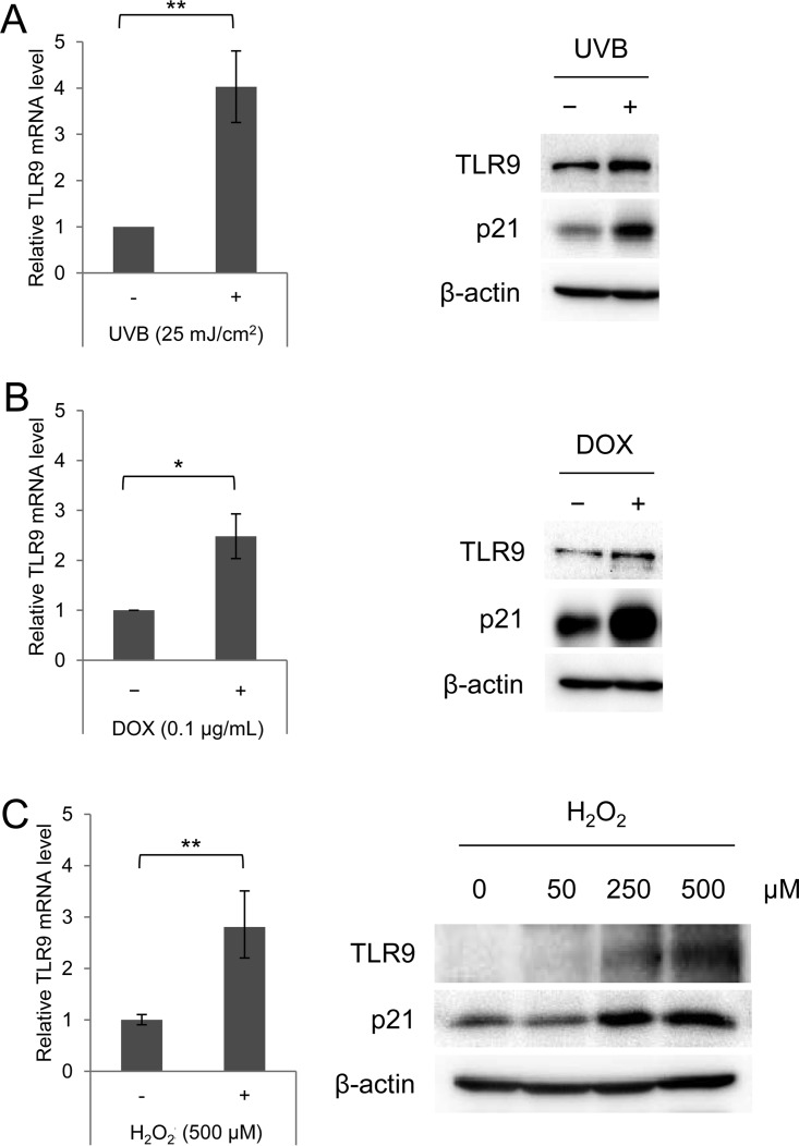 FIG 1