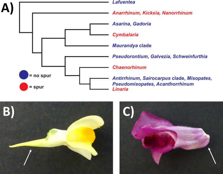 Figure 1