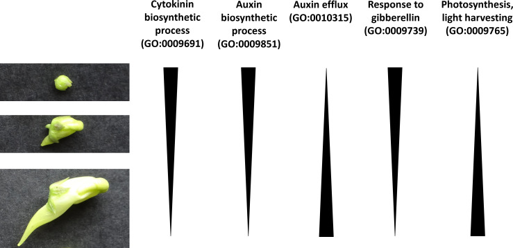 Figure 6