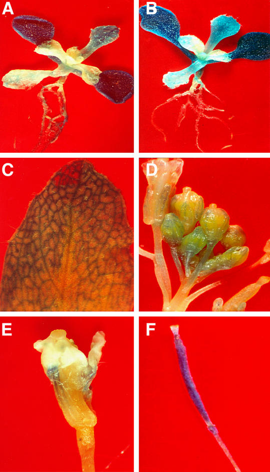 Figure 7.