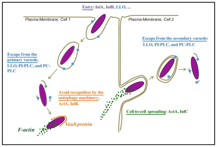 Multifaceted Activity of Listeriolysin O, the Cholesterol-Dependent ...