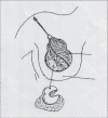 Diagram 36
