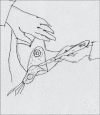 Diagram 19