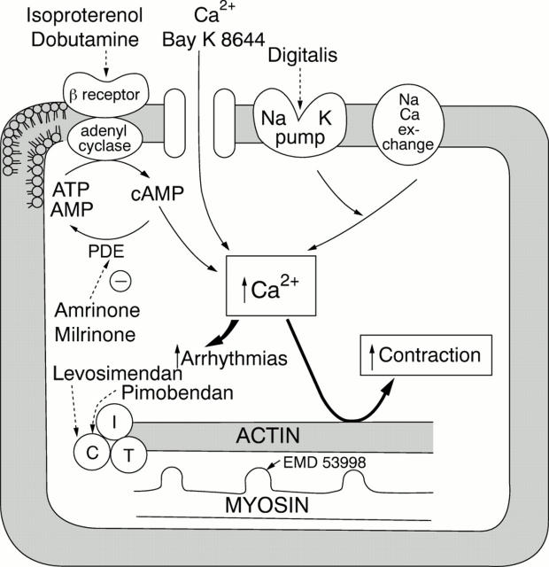 Figure 1  