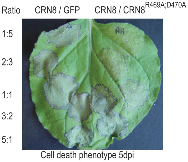 Figure 5