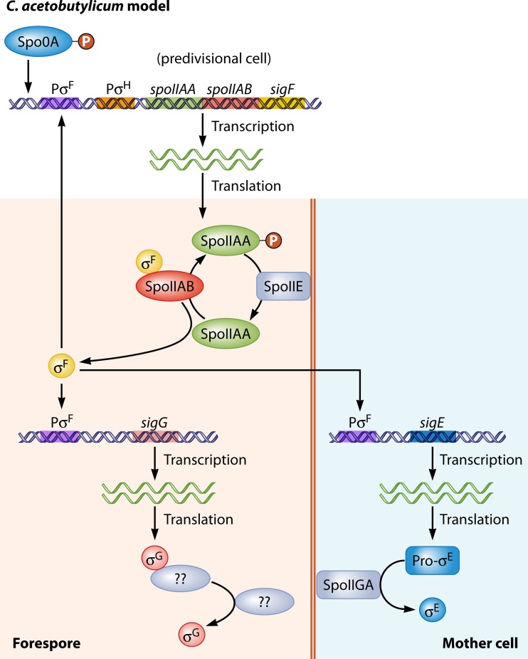 FIG 6