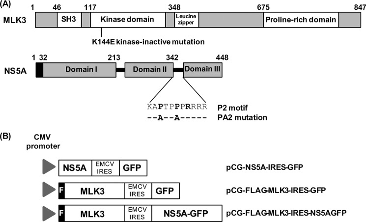 FIGURE 1.