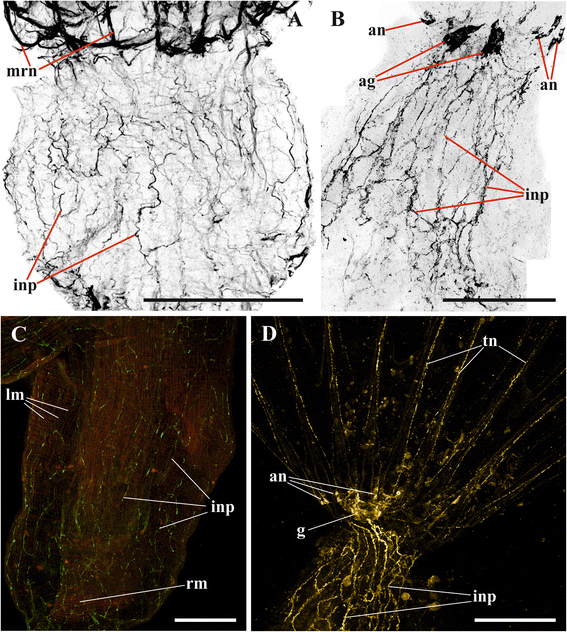 Fig. 12