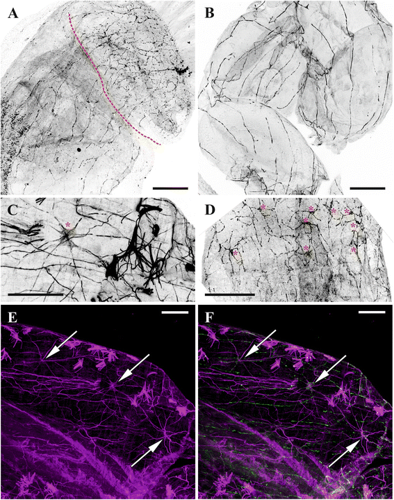 Fig. 11