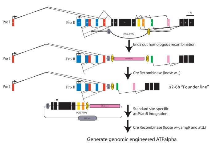 Figure 1—figure supplement 1.