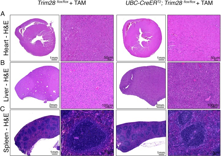 Figure 4—figure supplement 2.