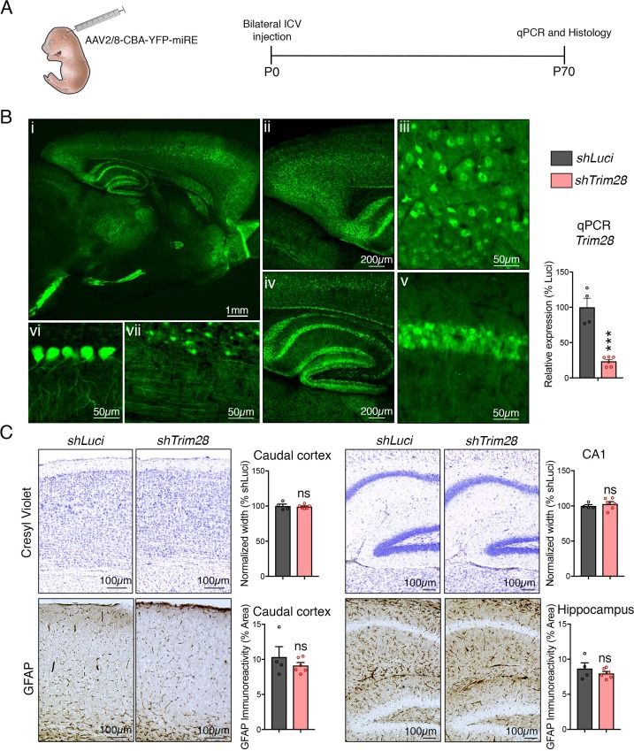 Figure 2—figure supplement 1.