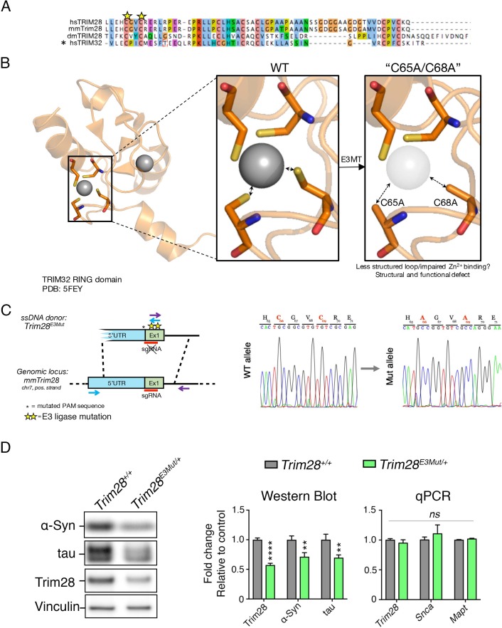 Figure 1—figure supplement 1.