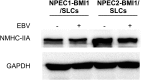 Fig. S4.