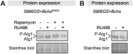 Figure 7—figure supplement 2.