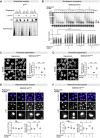 Figure 3—figure supplement 1.
