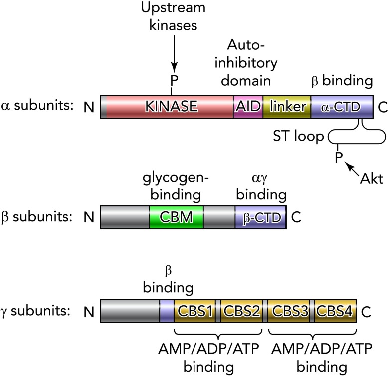 FIGURE 1.