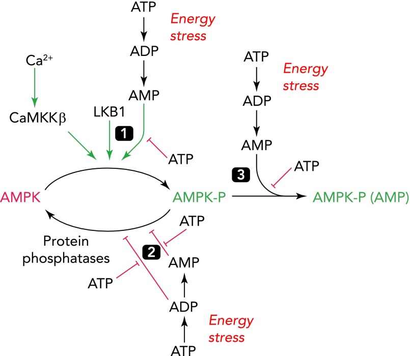 FIGURE 2.