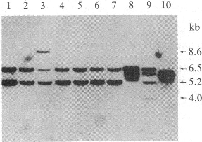 graphic file with name pnas00342-0283-a.jpg