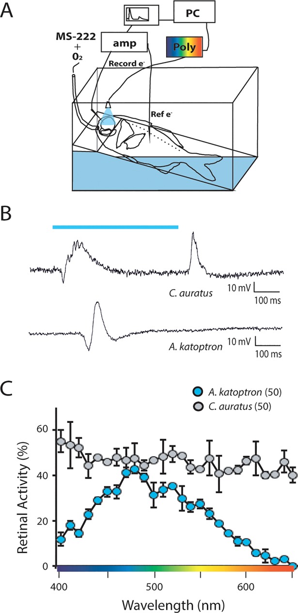 Fig 5