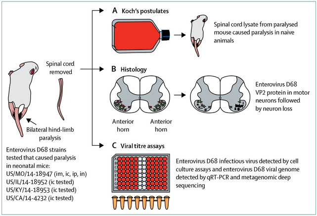 Figure 2: