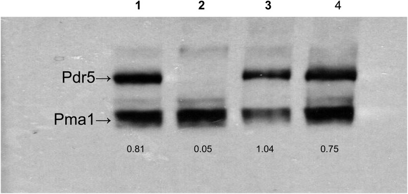 Fig 2