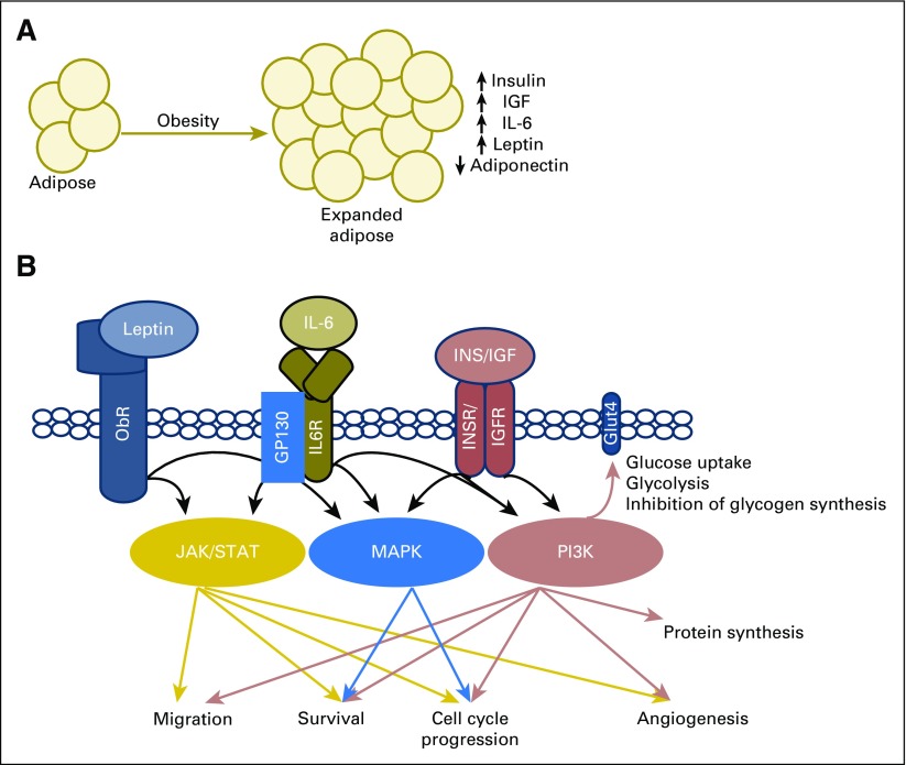 Fig 1.