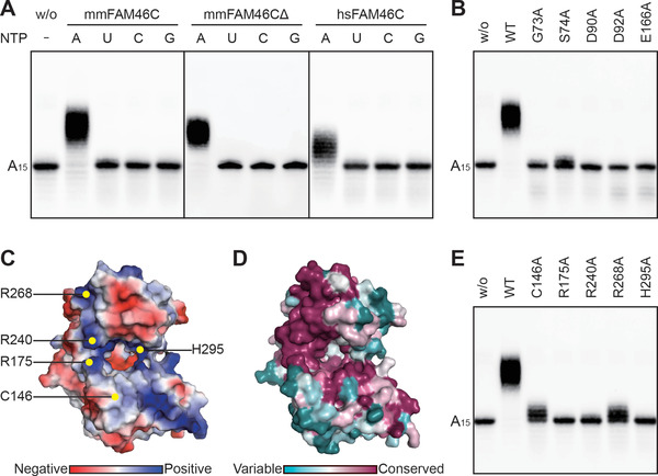 FIGURE 4