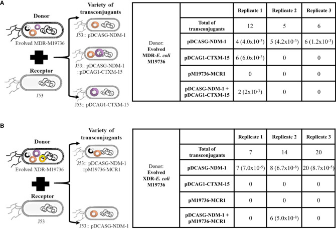 Figure 4