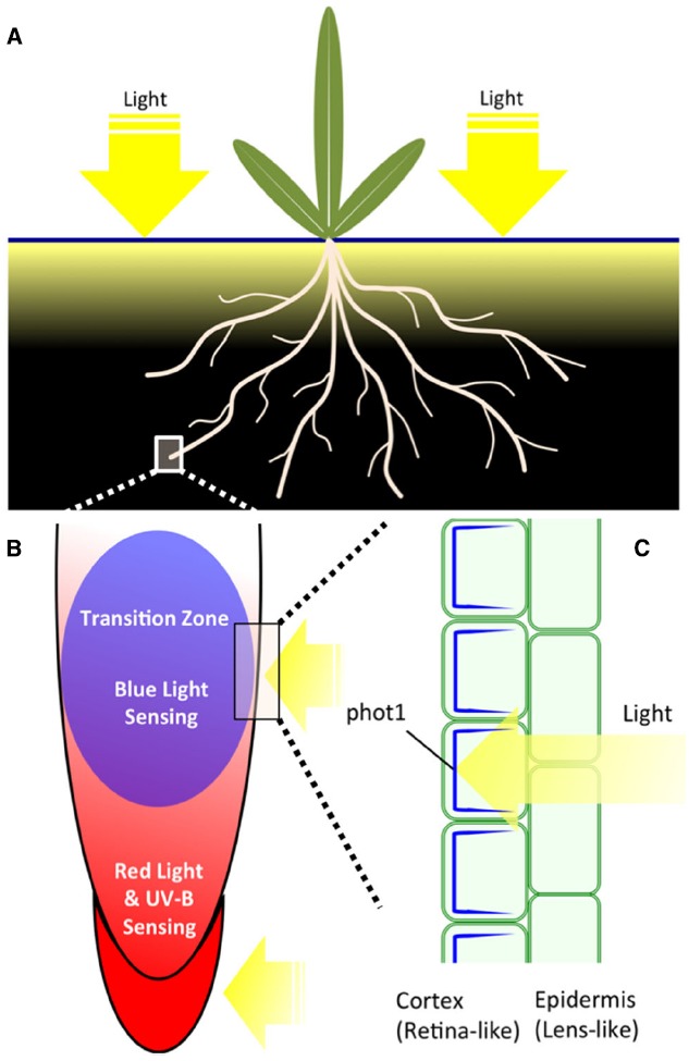 FIGURE 1