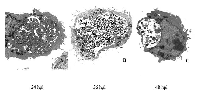 FIG. 1.