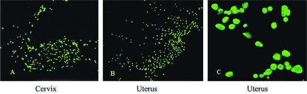 FIG. 4.