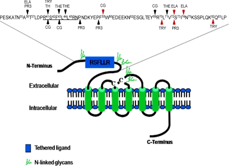 FIGURE 1.