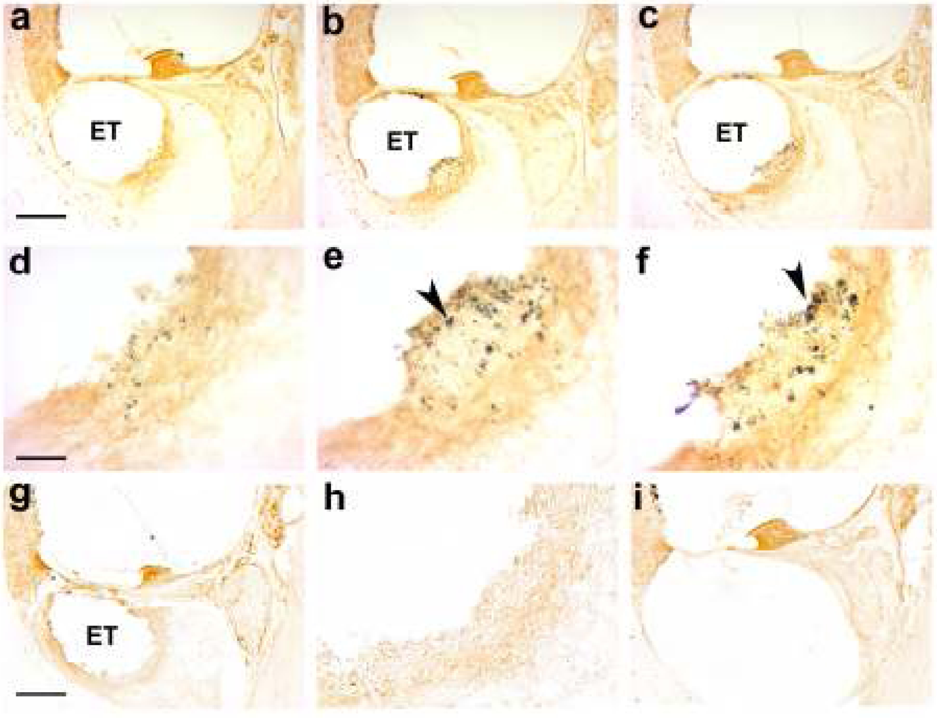 Figure 13.