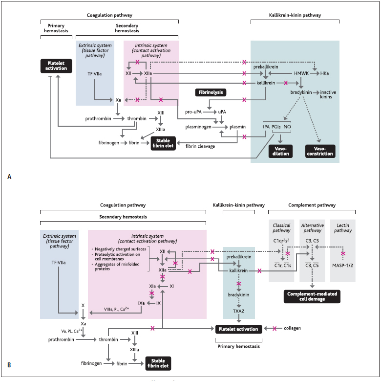 Figure 8: Potential pro (A) and anticoagulatory (B) effects of C1-esterase inhibitor (C1–INH) function