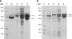 FIG 4