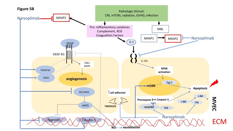 Graphical Abstract