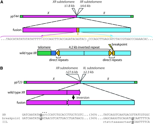 Figure 3.—